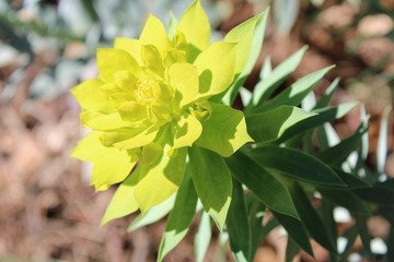 Spiky Yellow Green Plant